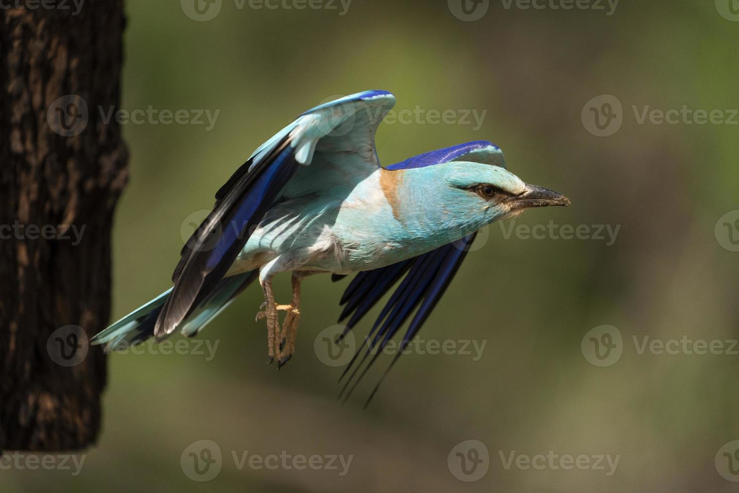 rodillo europeo, coracias garrulus foto