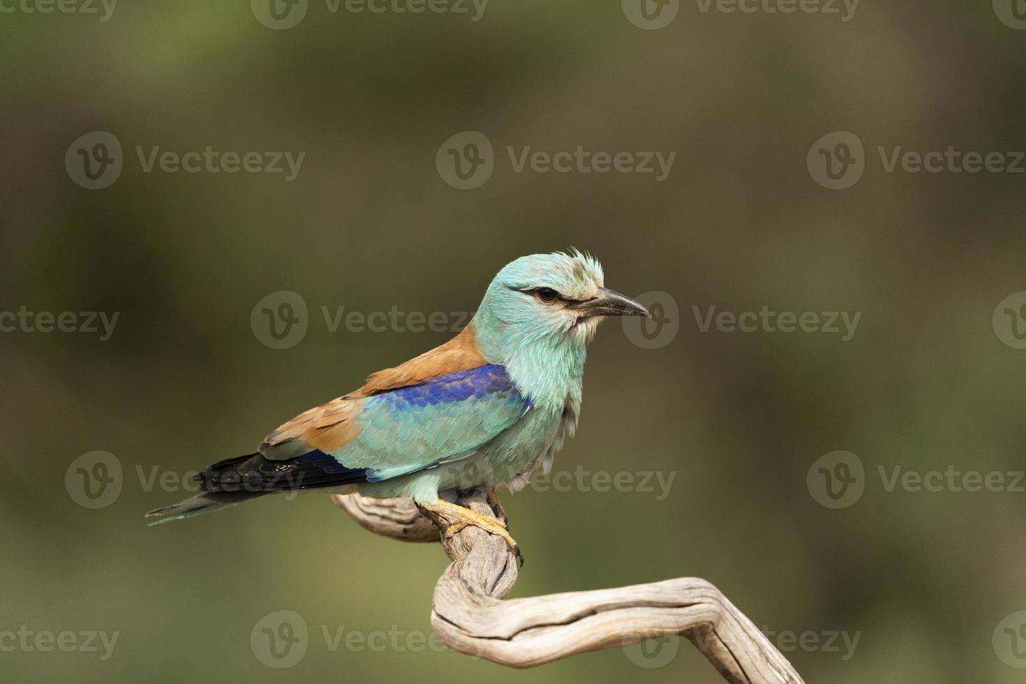 rodillo europeo, coracias garrulus foto