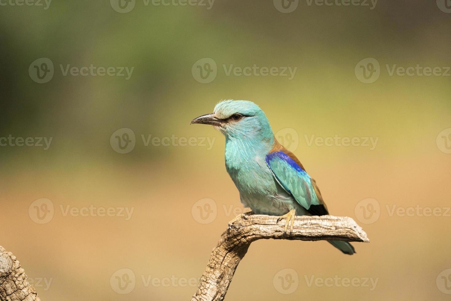 rodillo europeo, coracias garrulus foto