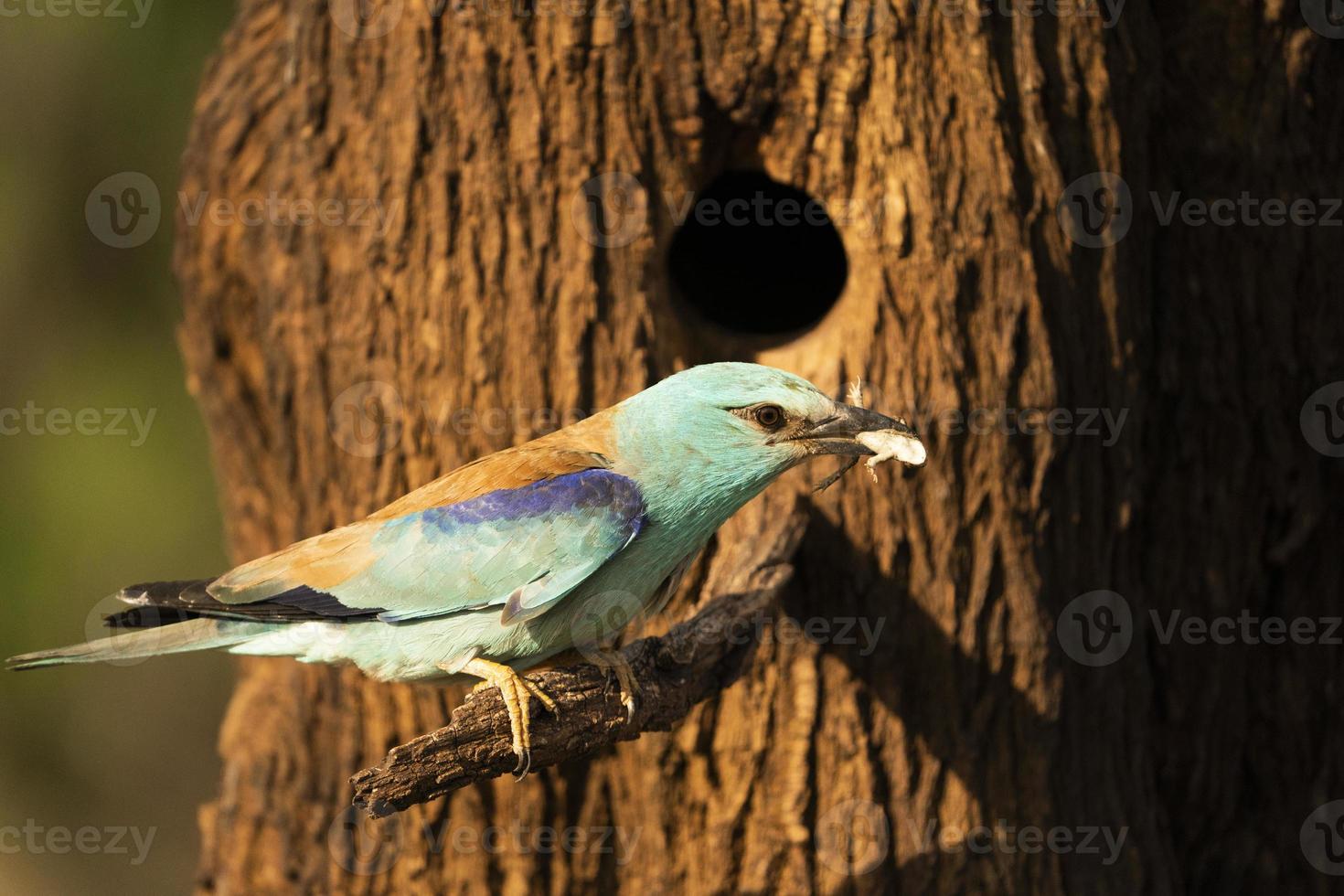 rodillo europeo, coracias garrulus foto