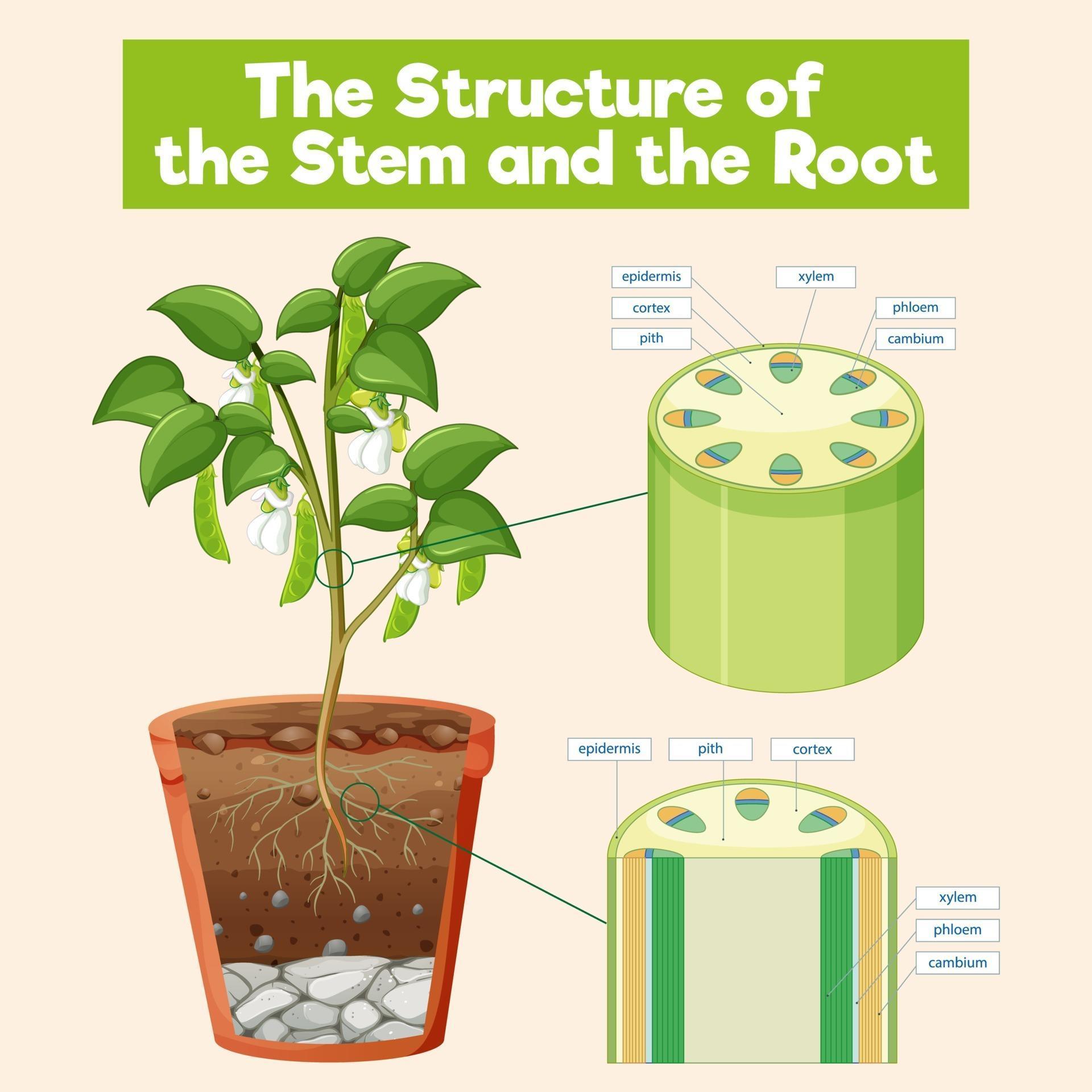 The Structure of the Stem and the Root 2918360 Vector Art at Vecteezy