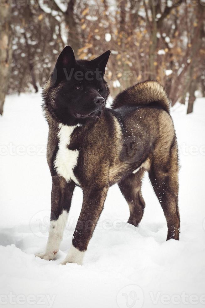 Alaskan Malamute dark color in the natural environment photo