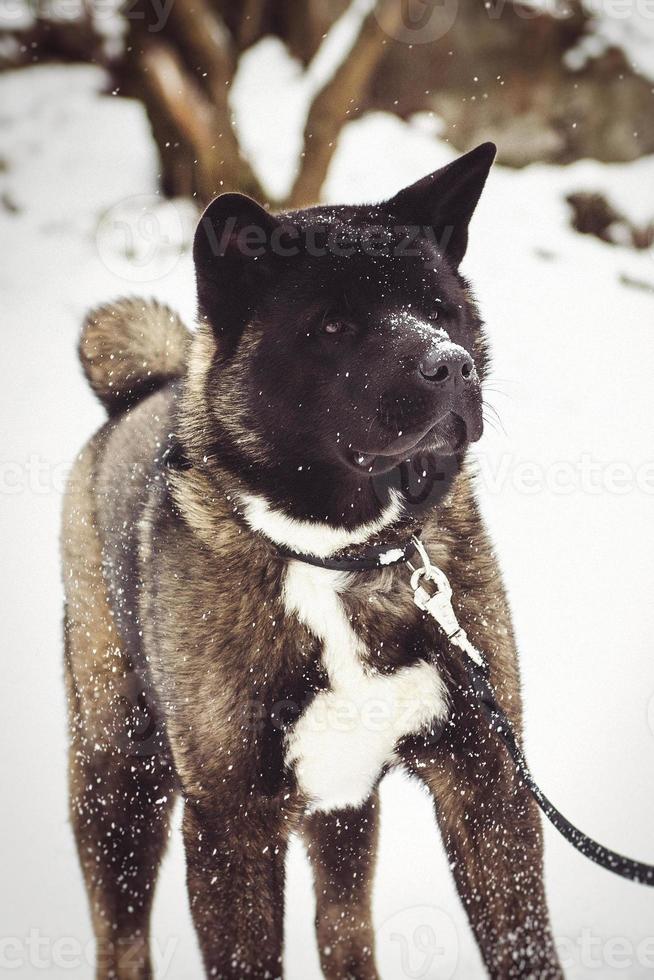 Alaskan Malamute dark color in the natural environment photo