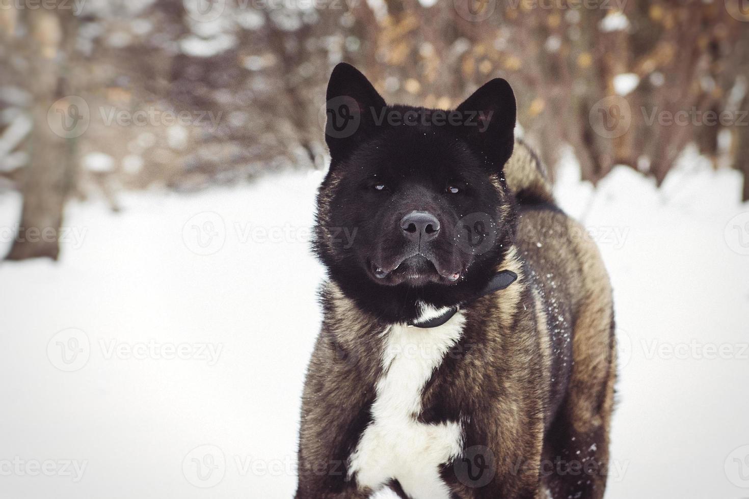 Alaskan Malamute dark color in the natural environment photo