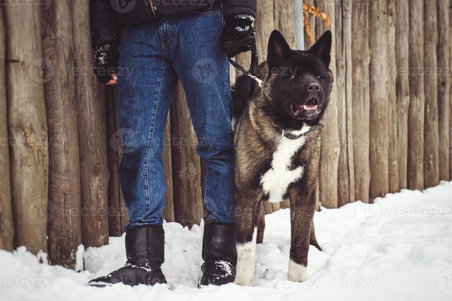 Alaskan Malamute dark color in the natural environment with men photo
