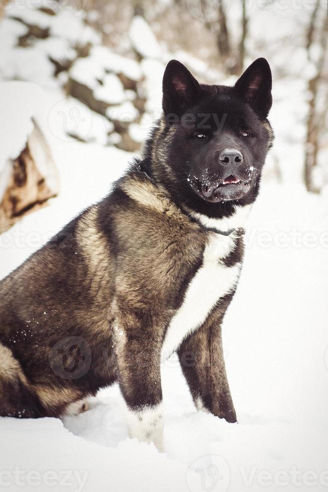 Alaskan Malamute dark color in the natural environment photo
