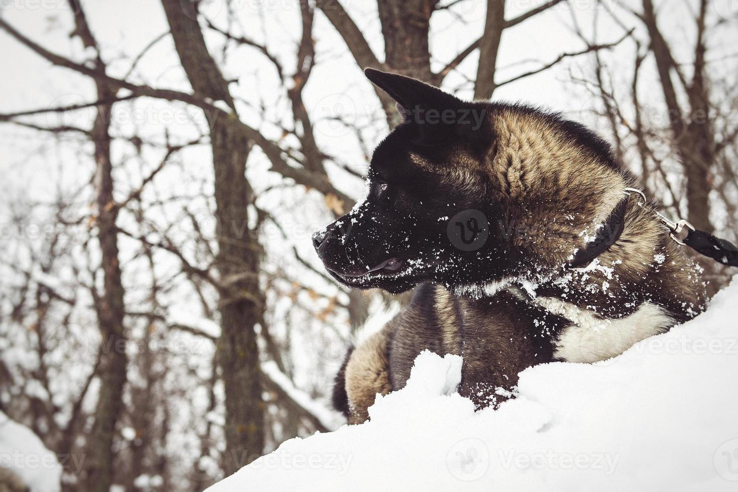 Alaskan Malamute dark color in the natural environment photo