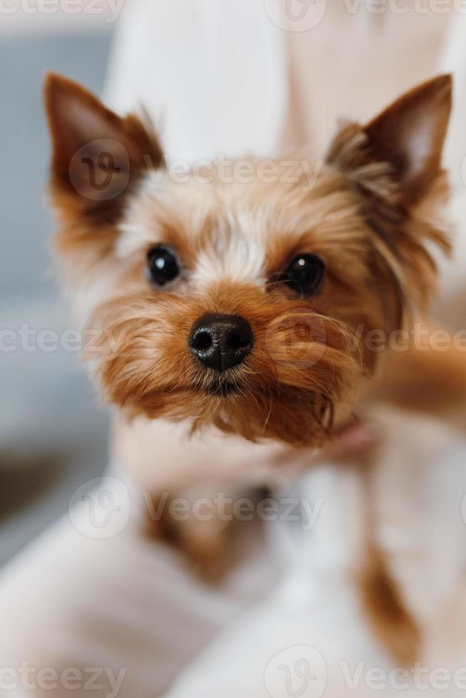 un perro pequeño de la raza terrier en un paseo con sus dueños foto