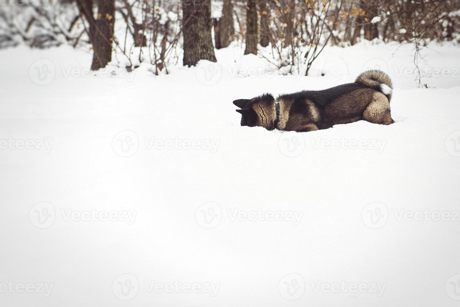 Alaskan Malamute dark color in the natural environment photo