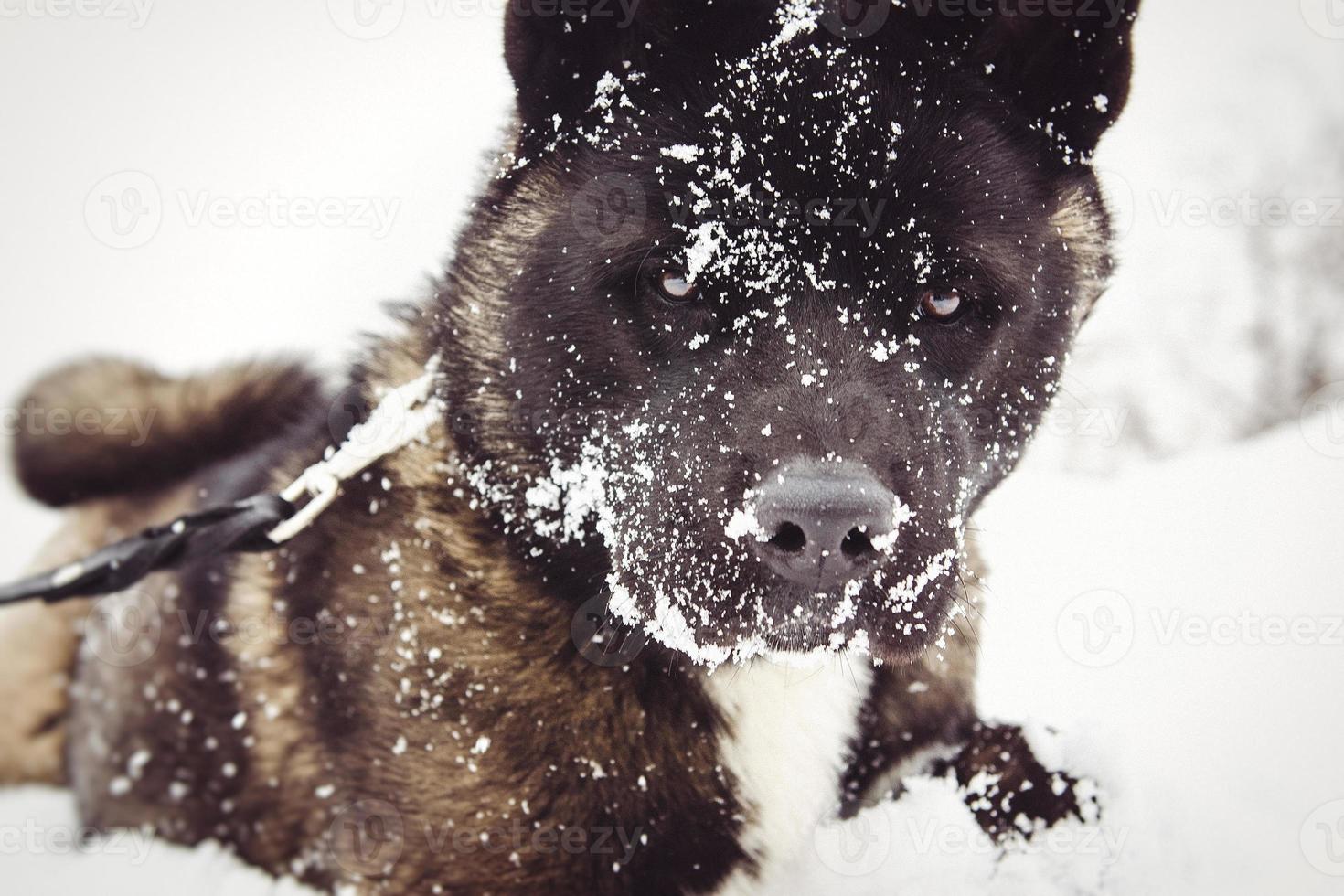 malamute de alaska color oscuro en el entorno natural foto