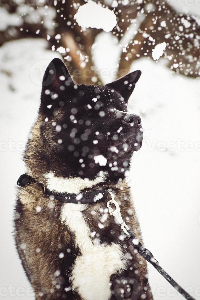 Alaskan Malamute dark color in the natural environment photo