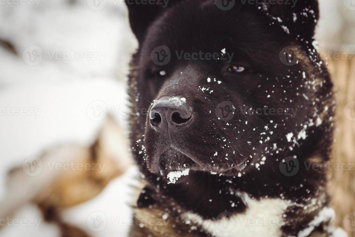 Alaskan Malamute dark color in the natural environment photo