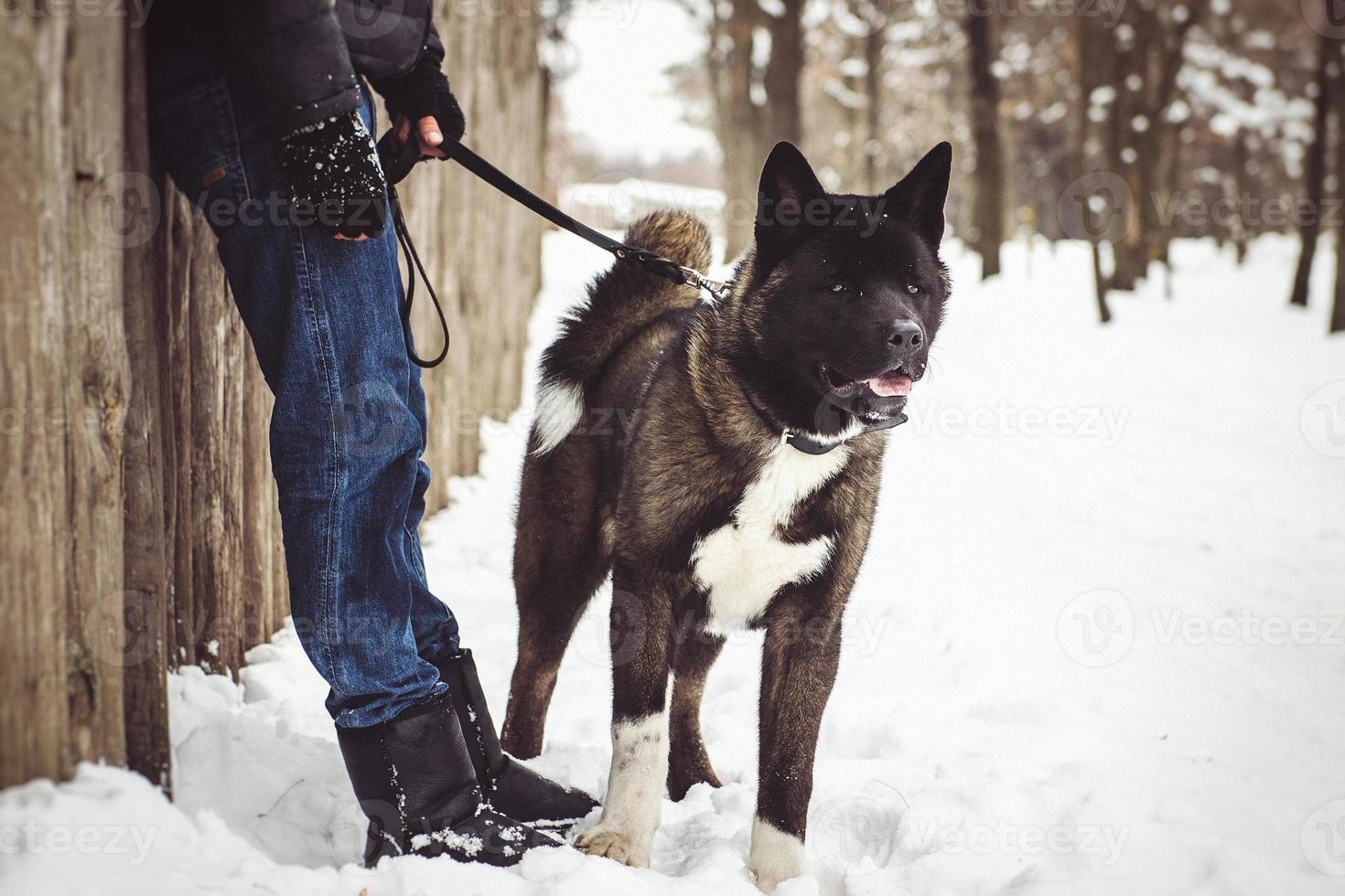 Alaskan Malamute dark color in the natural environment with men photo