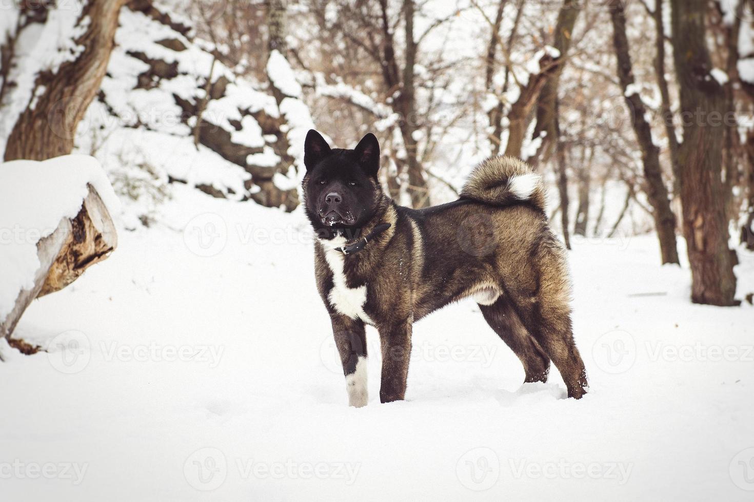 Alaskan Malamute dark color in the natural environment photo
