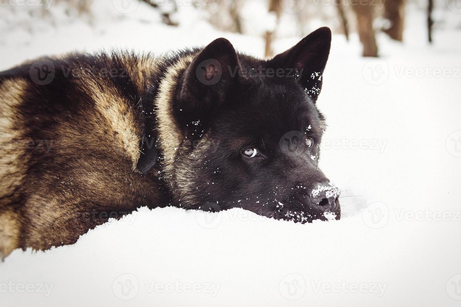 Alaskan Malamute dark color in the natural environment photo