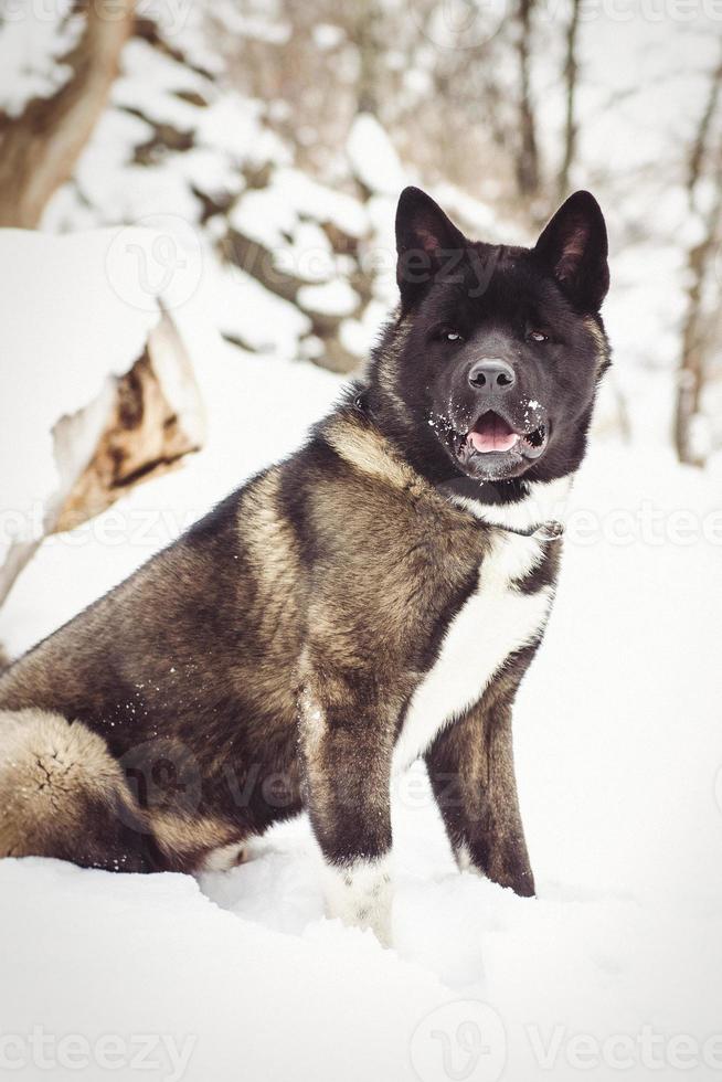 Alaskan Malamute dark color in the natural environment photo