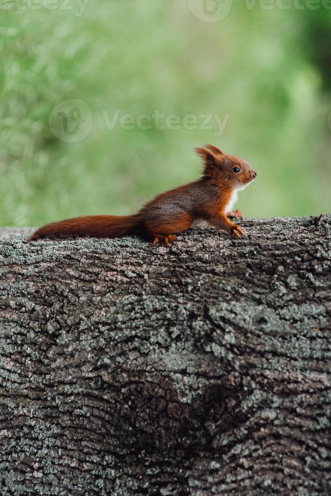 a red furry squirrel sits on the trunk of a brown tree photo