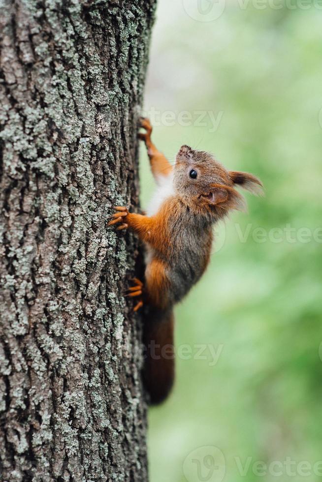 Una ardilla peluda roja se sienta en el tronco de un árbol marrón foto