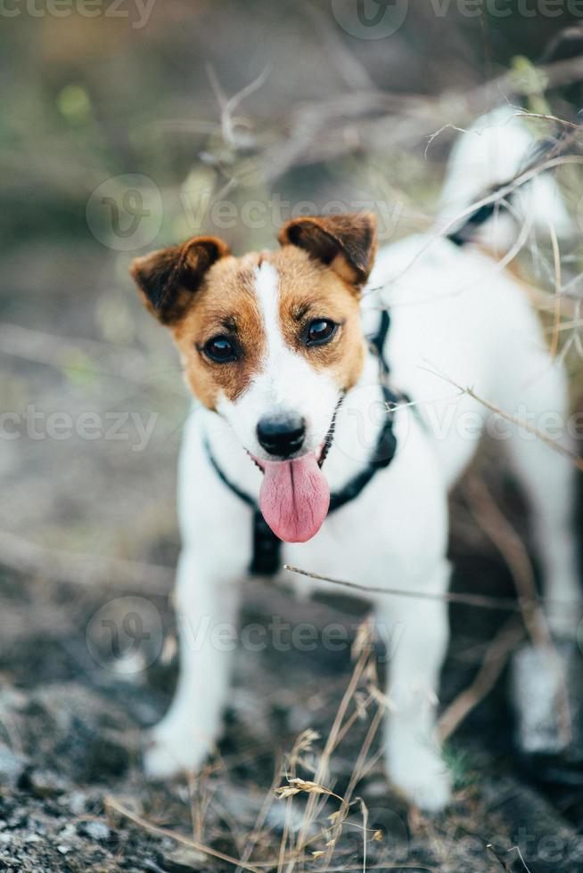 Un pequeño perro de la raza jack russell terrier en un paseo foto