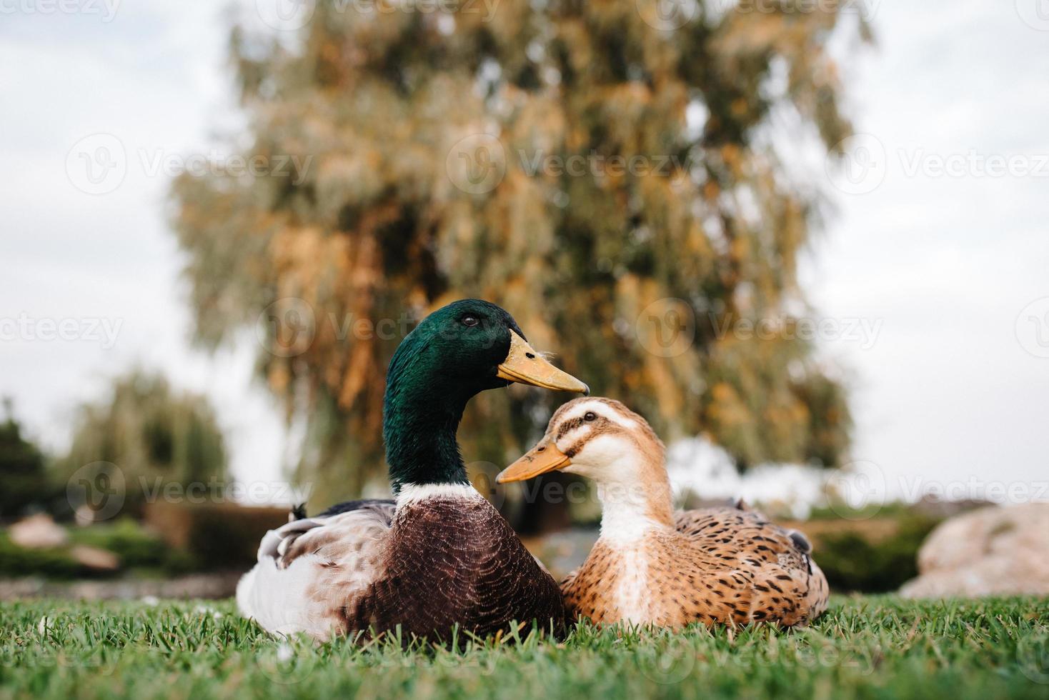 un pato y un draco se sientan en la hierba verde foto