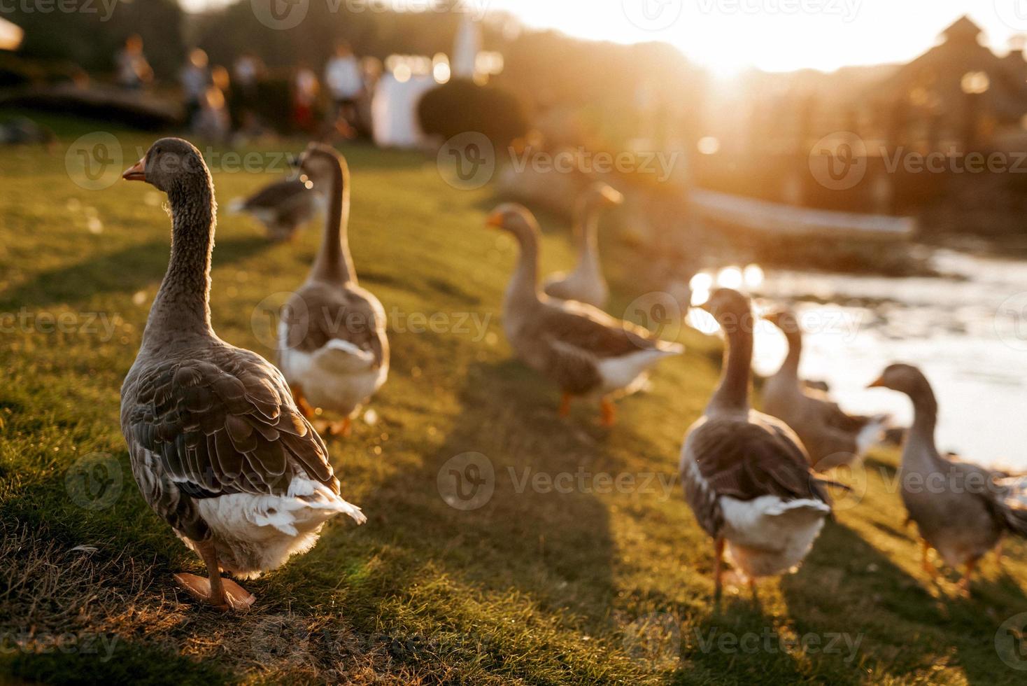 flock of birds ducks walks on the grass at sunset photo