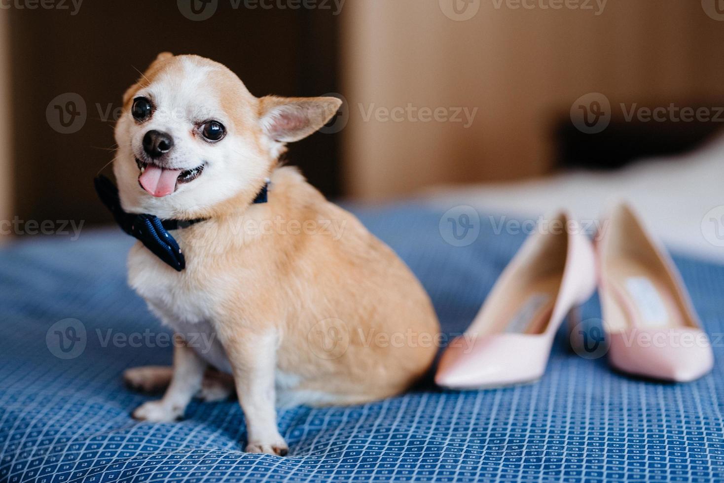 perro chihuahua con mariposa foto