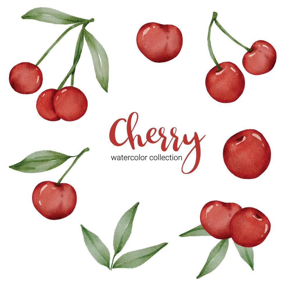 Cherry in fruit watercolor collection flat vector