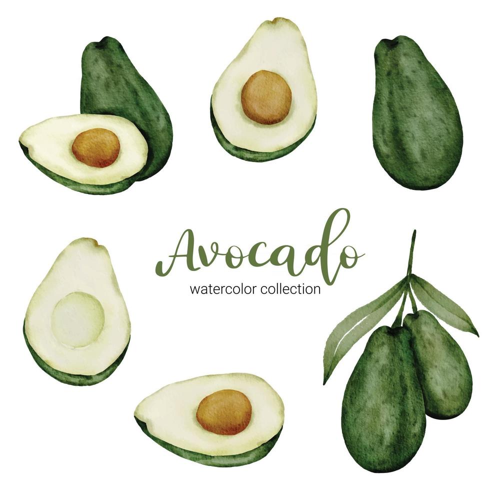 Avocado Fruit watercolor collection flat vector