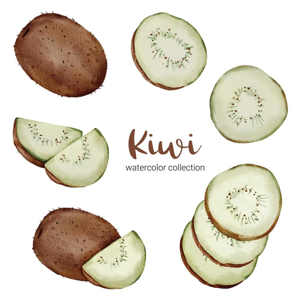 Kiwi in fruit watercolor collection flat vector