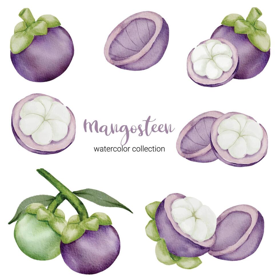 mangosteen in fruit watercolor collection flat vector on white background