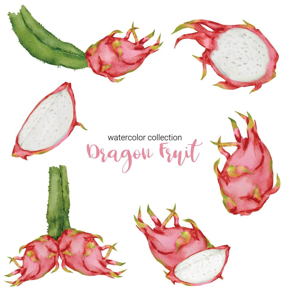 Dragon fruit in watercolor collection flat vector