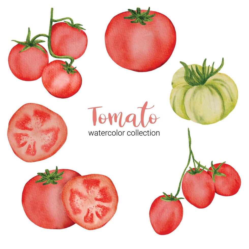 el tomate en acuarela colección vector plano sobre fondo blanco