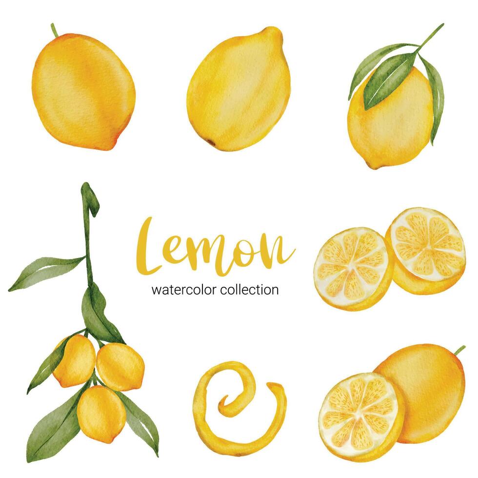 vector plano de colección de acuarela de fruta de limón