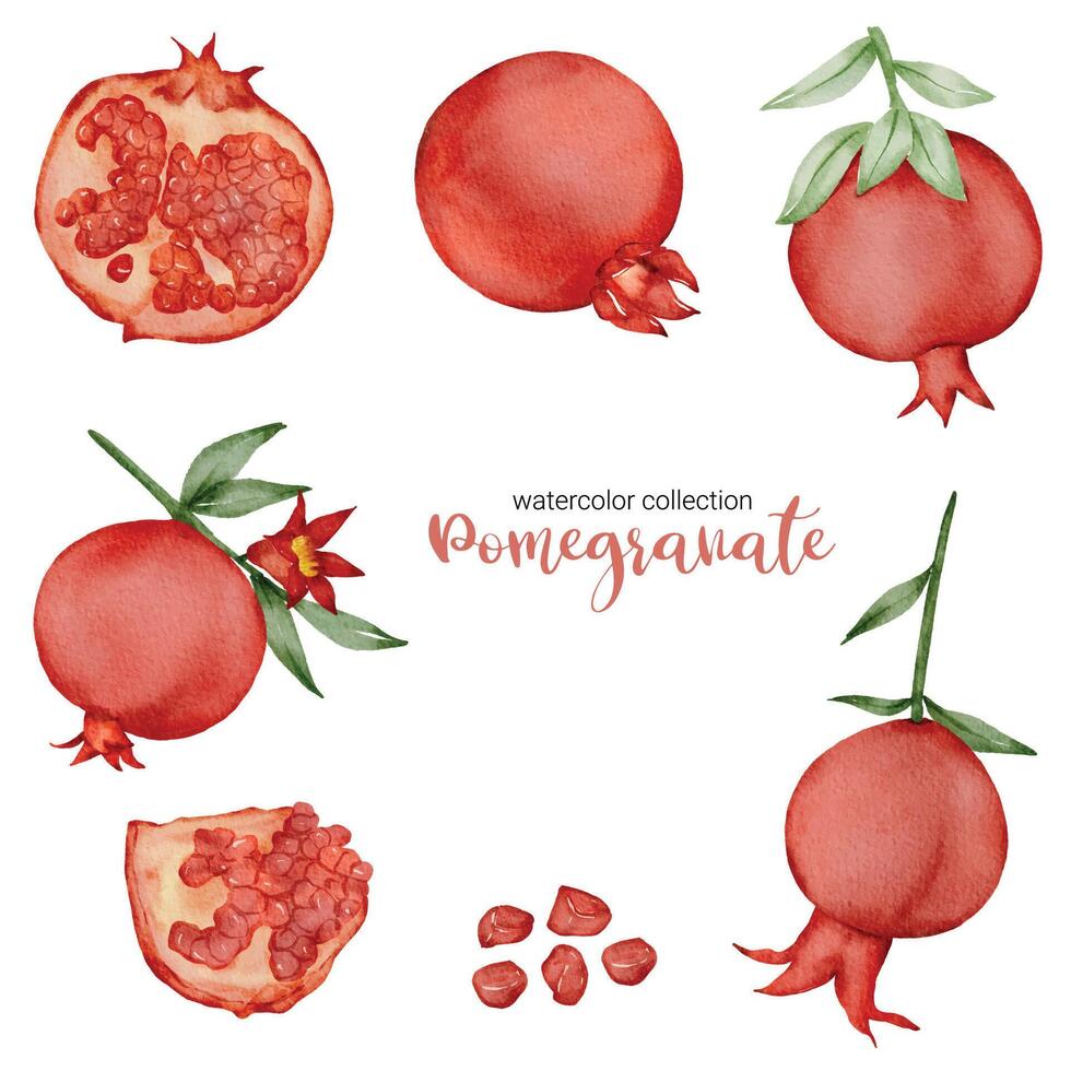 pomegranate in fruit watercolor collection flat vector