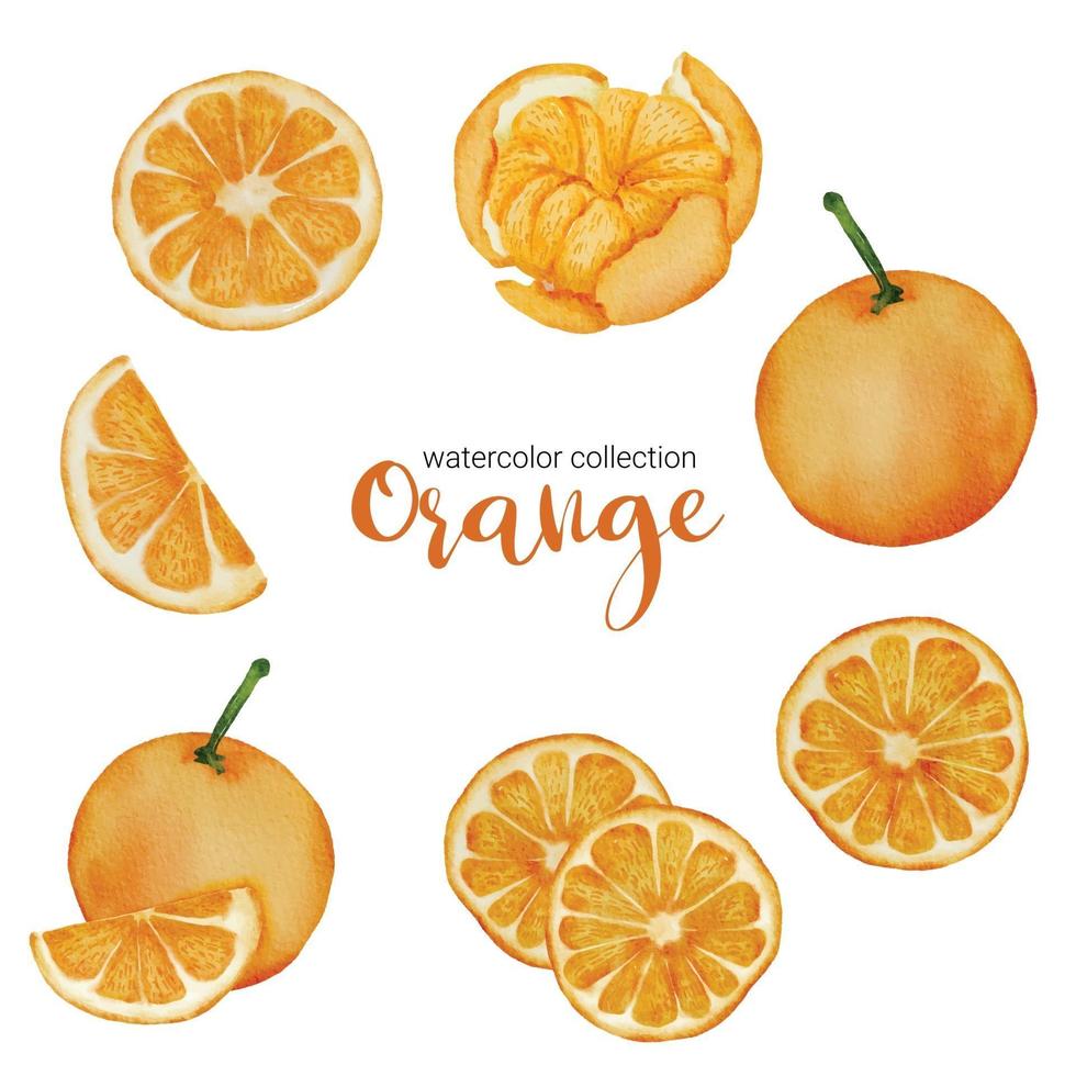 naranja en vector plano de colección de acuarela de frutas sobre fondo blanco