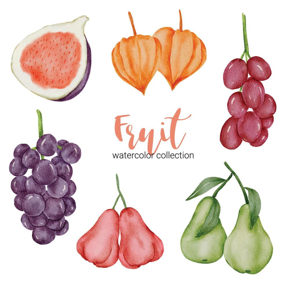 Mix fruit in watercolor collection flat vector on white background