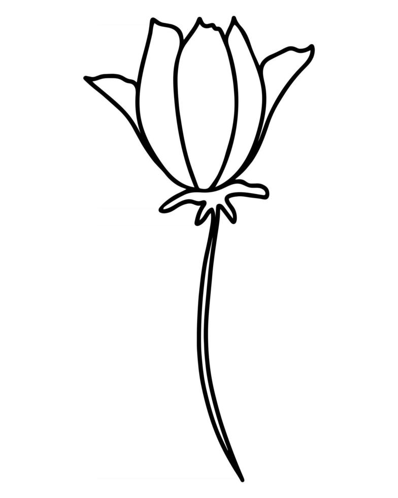 Single flower hand drawing vector illustration