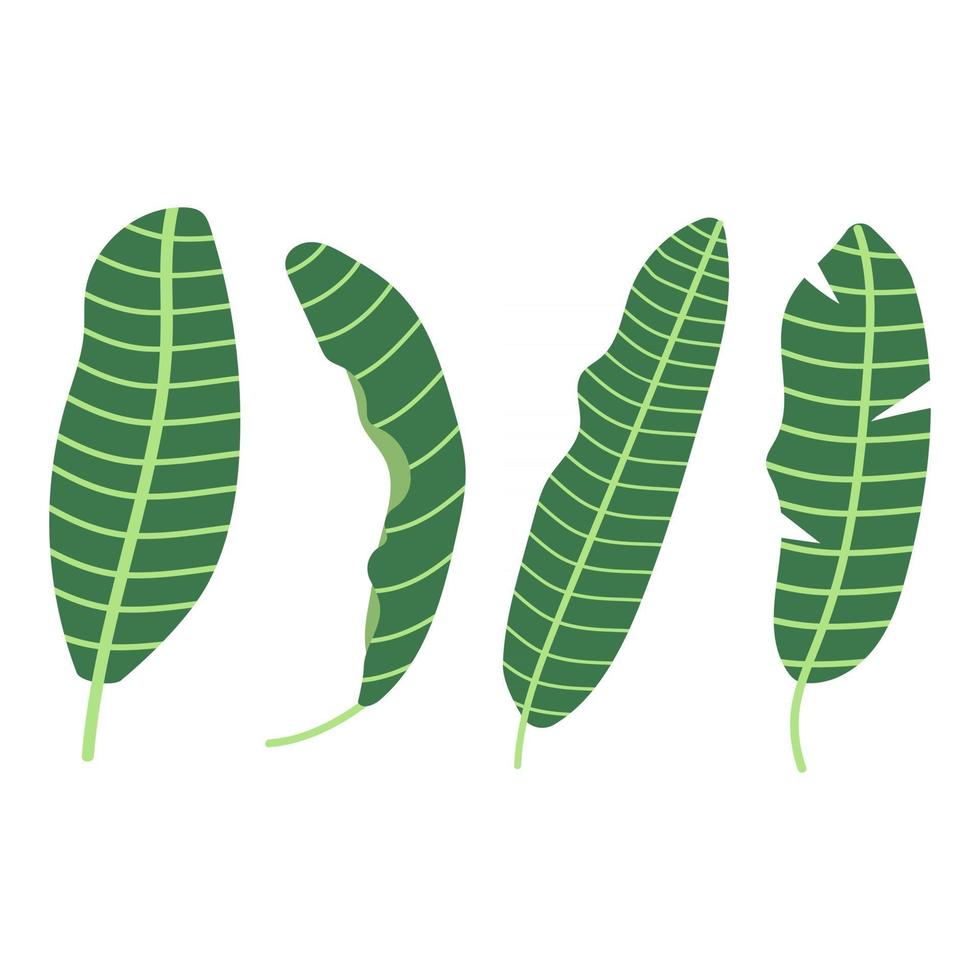 hojas de plátano dibujadas a mano, concepto tropical. ilustración plana. vector