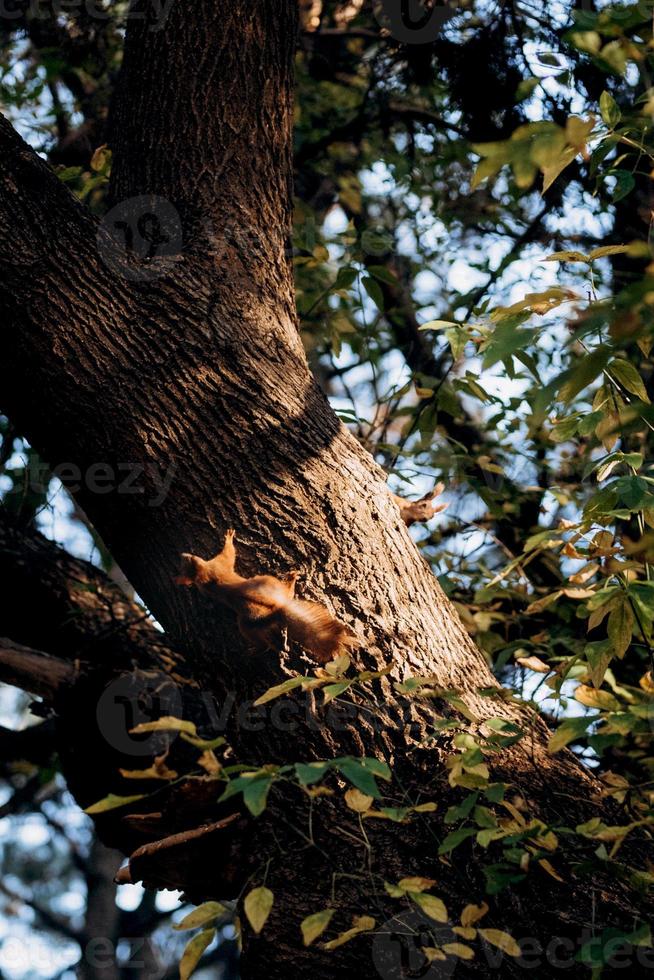 two red furry squirrel sits on the trunk of a brown tree photo