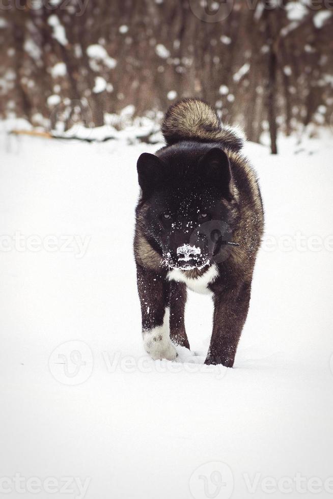 Alaskan Malamute dark color in the natural environment photo