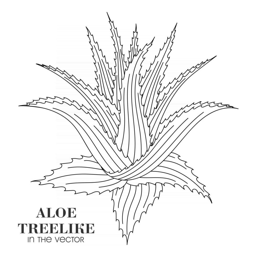 Boceto de un aloe arbóreo sobre un fondo blanco. vector