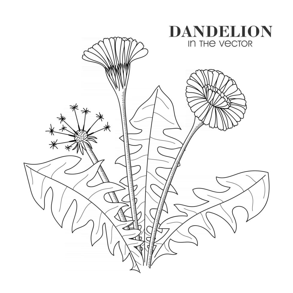 SKETCH OF A DANDELION ON A WHITE BACKGROUND vector