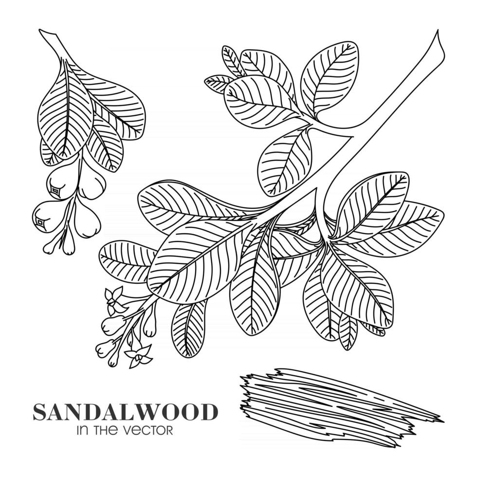 SANDALWOOD SKETCH ON A WHITE BACKGROUND vector