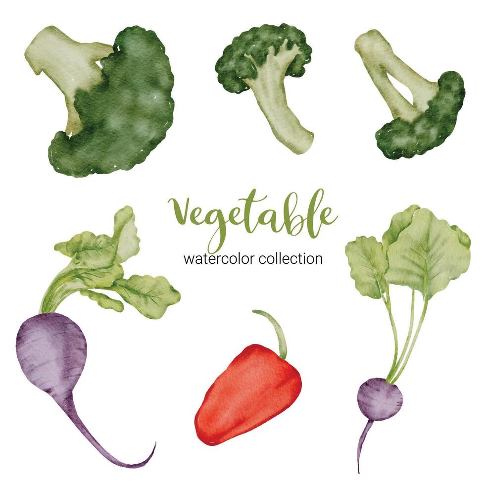 Verduras en acuarela vector plano colección sobre fondo blanco.