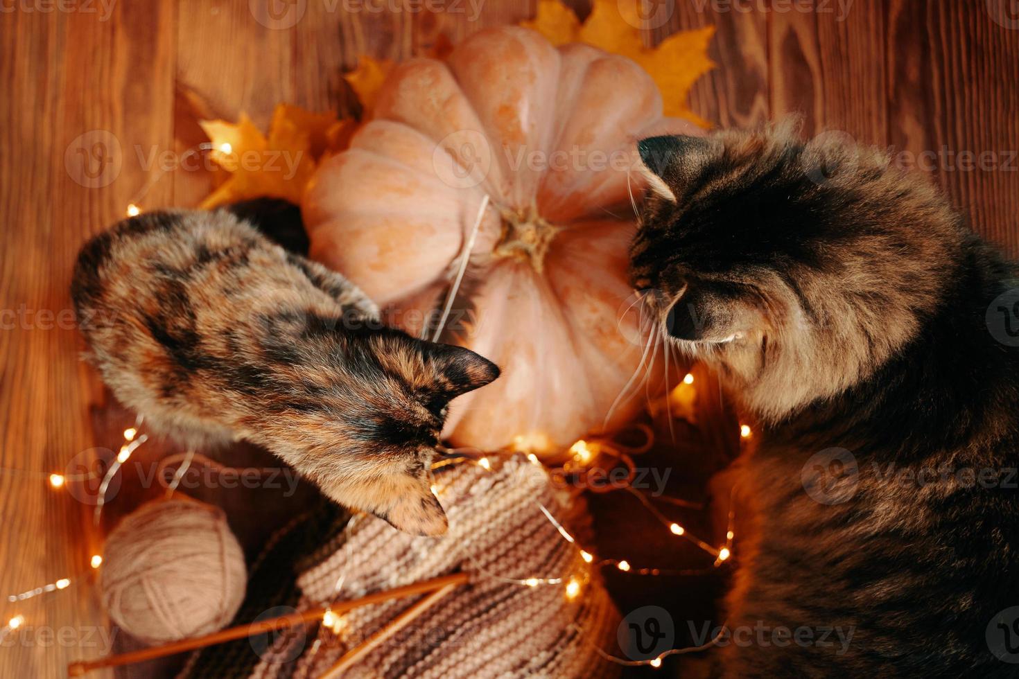 dos gatos curiosos miran una bufanda tejida y una calabaza madura. foto