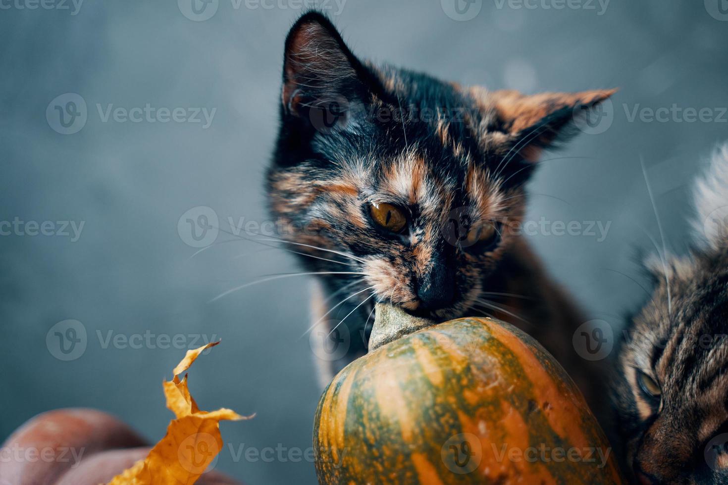 gatos y una calabaza sobre un fondo azul. foto