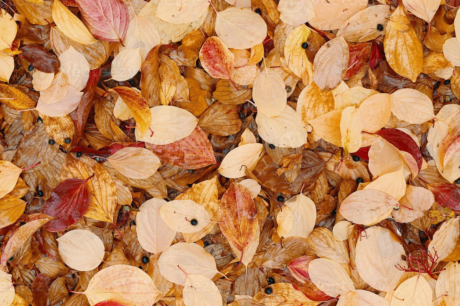 Flat lay of fallen autumn leaves. photo
