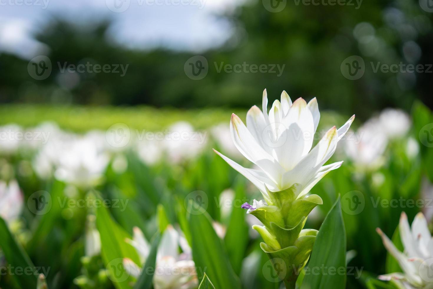 Close up of White Siam Tulip flower photo