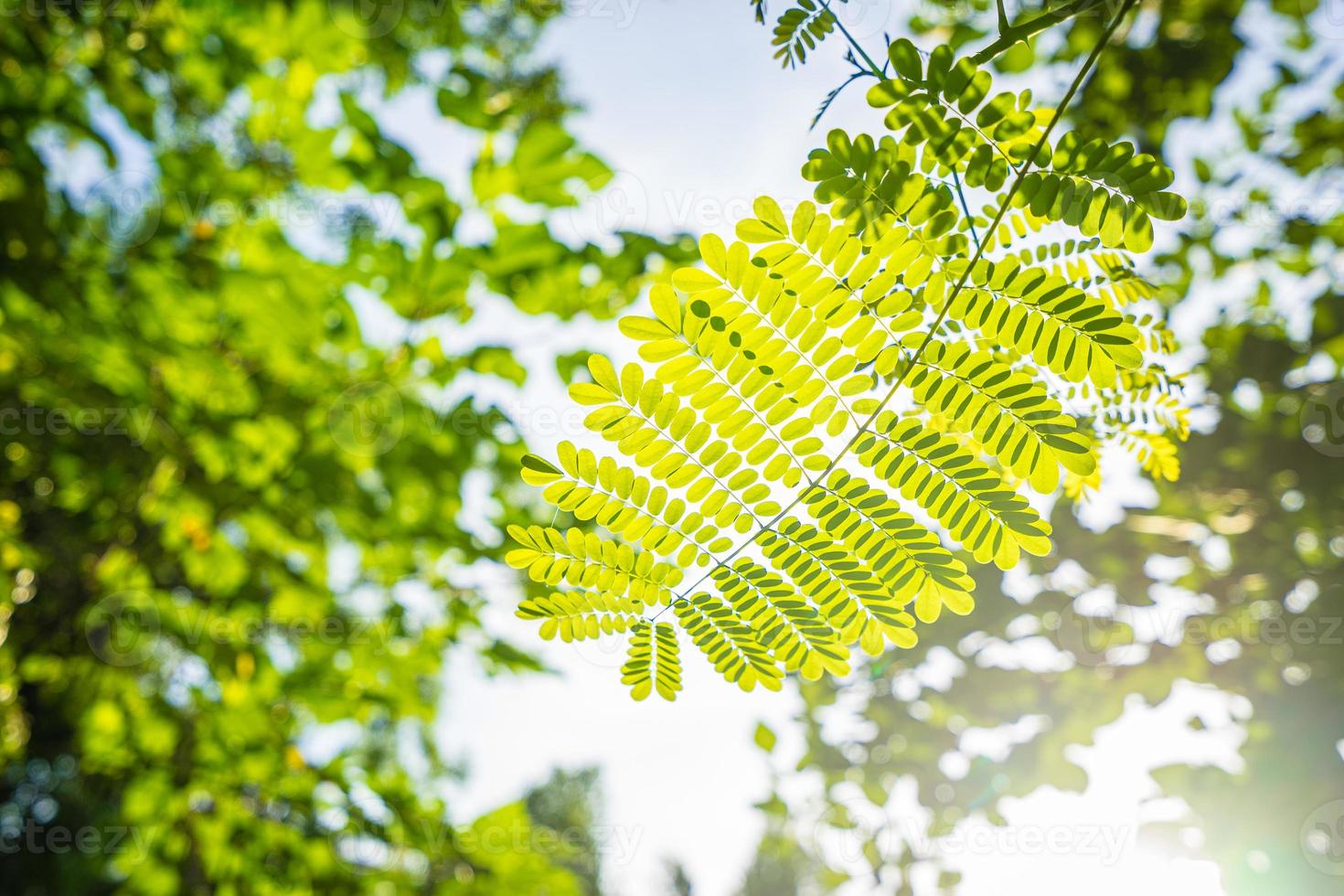 Primer plano de una hoja verde con la luz del sol en la mañana foto