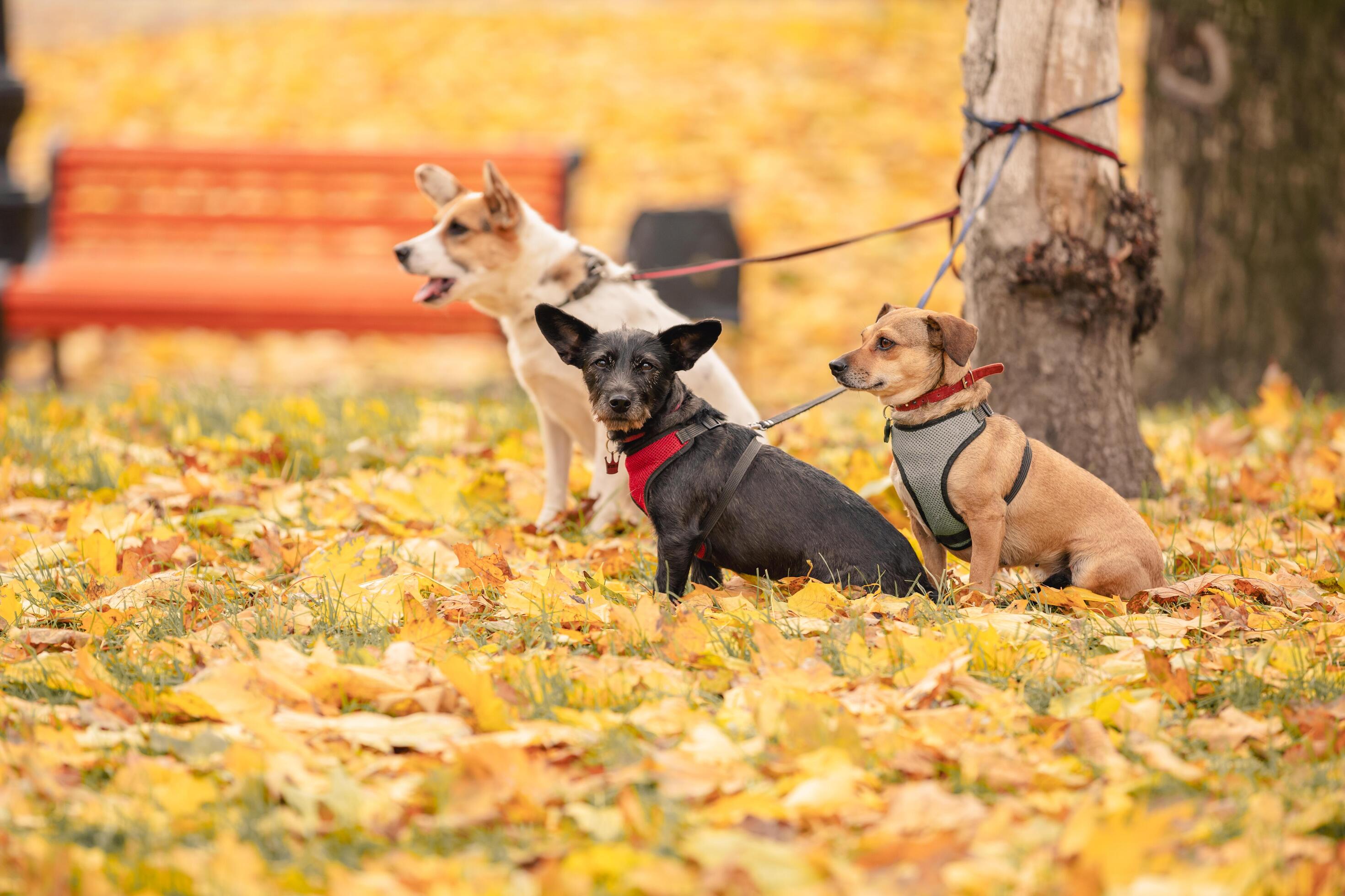 Three Dogs Tied To The Tree And Waiting On Leash. three dogs in the